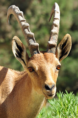 Wildlife Photos - Mountain Goat