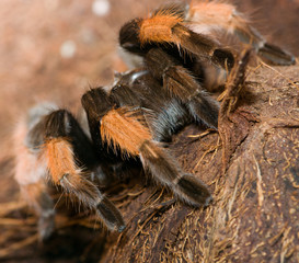 spider