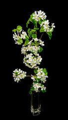 blooming apple branch on a black background