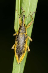 snout beetle ( Lixus paraplecticus ) extreme close-up