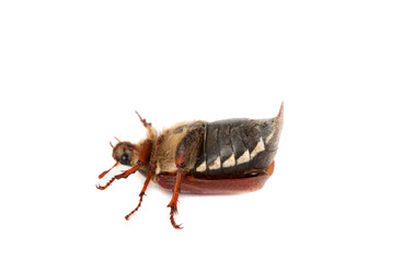 chafer isolated