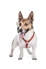 Jack Russel Terrier