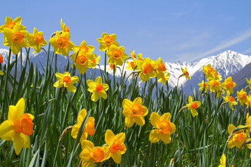 Closeup of narcissus flowers with mountains in background. - obrazy, fototapety, plakaty