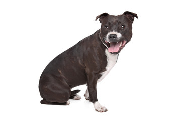 Staffordshire bull terrier