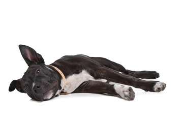 American Staffordshire Terrier puppy