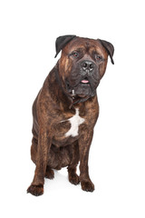 brindle Bullmastiff