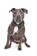 American staffordshire terrier