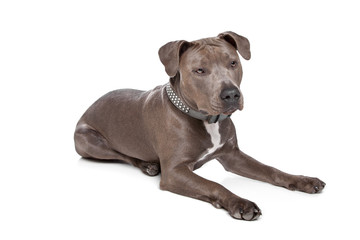 American staffordshire terrier