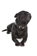 Staffordshire Bull Terrier