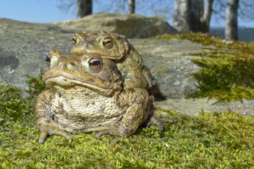 frogs - european toad (couple) in the springtime