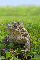 two frogs - european toad (couple)