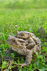 frogs - european toad (couple)