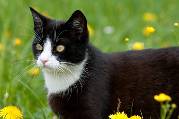 katze