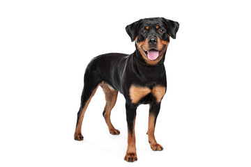 Rottweiler