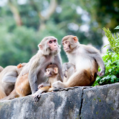 Obraz premium Monkeys in Svayambunath temple in Kathmandu
