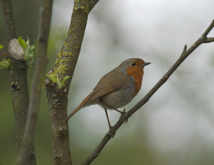 Robin