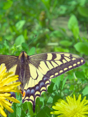 Swallowtail butterfly