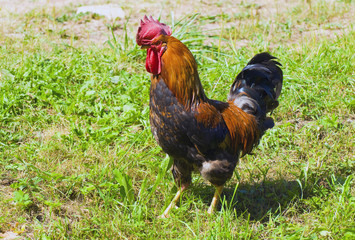 A bright handsome cock is standing on green grass