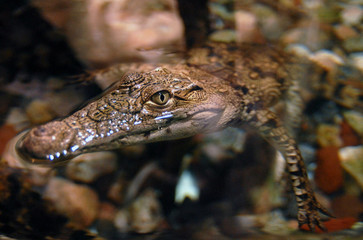 Wildlife Photos - Marine Life