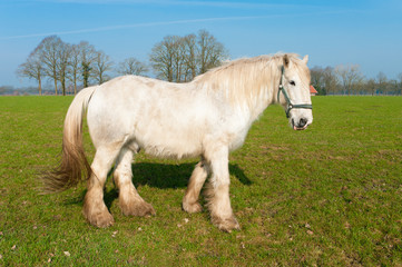 Obraz na płótnie Canvas horse in meadow