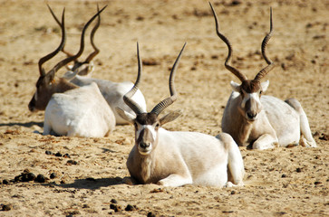 Wildlife Photos - Addax