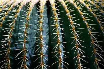 Thorns of Cactus