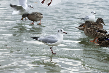 ducks and gulls