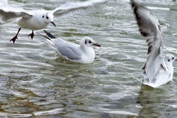 gulls