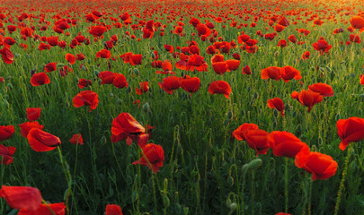 Obraz premium Pole maku w świetle słońca