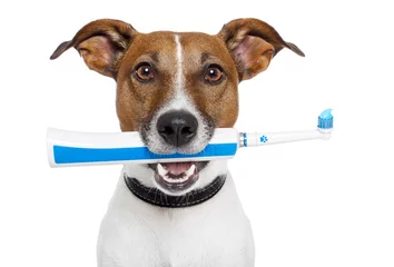 Cercles muraux Chien fou dog with electric toothbrush