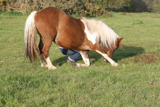 Cheval &agrave; la r&eacute;v&eacute;rence