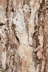 background of a pine bark