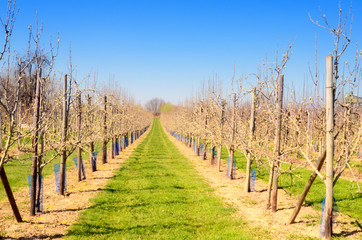 Obraz premium Obststöcke an Sommertag