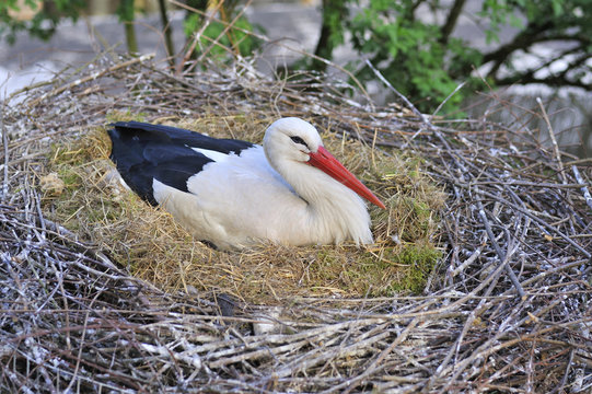 Brooding Stork 1