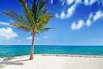 Fototapeta na wymiar Idylliczny scenerii Morza Karaibskiego z samotną palmą
