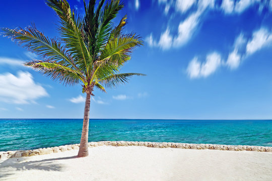 Idyllic scenery of Caribbean sea with lonely palm tree