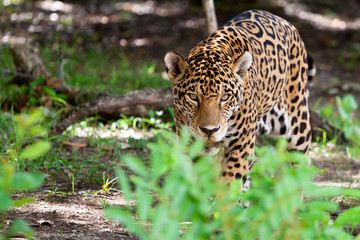 Naklejka na ściany i meble Jaguar przyrody parku Jucatan w Meksyku