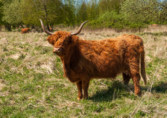 Highland cow in winter coat