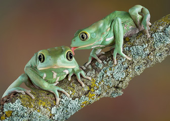 Fototapeta premium Woskowa żaba drzewna miłość