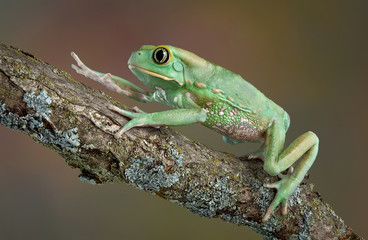 Waxy tree frog climbing