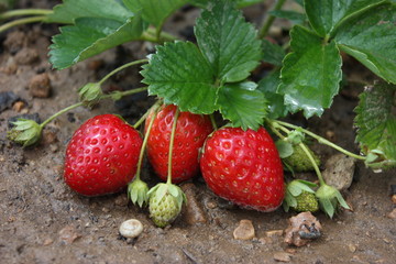 Tres fresas maduras