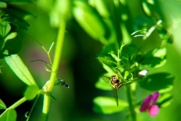 ハナアブ © shin1ro01