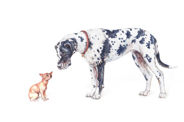 deutsche Dogge und Chihuahua auf weißem Hintergrund