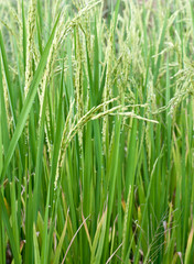 paddy rice plant