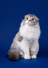 Young scotish highland fold kitten on dark blue background