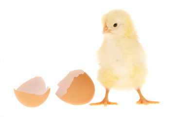 Küken mit Eierschale