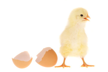 Küken mit Eierschale
