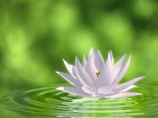Floating waterlily - 41172939