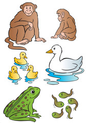 Mother & baby monkey, duck & frog