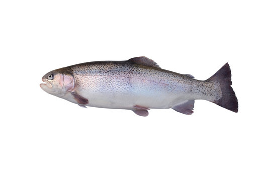 Fototapeta Fische 107